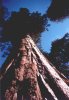 Sequoia in Yosemite